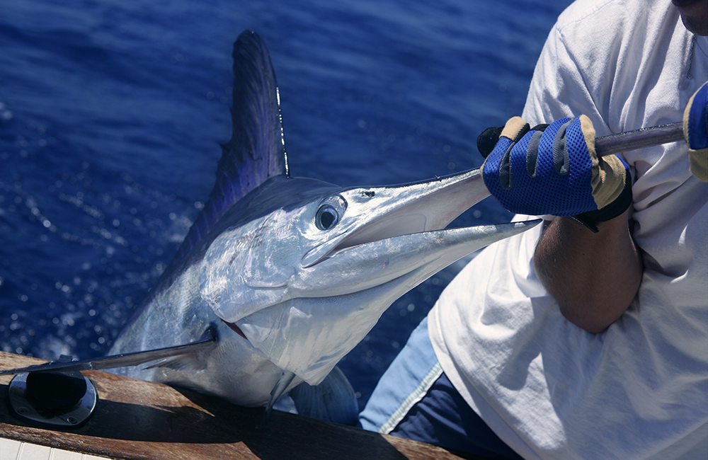 imagw of a swordfish that was caught while on a fishing charter with Changes 'N latitude
